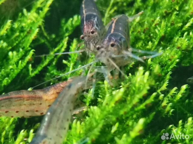 Креветка Амано (Caridina japonica) Тетраселмис