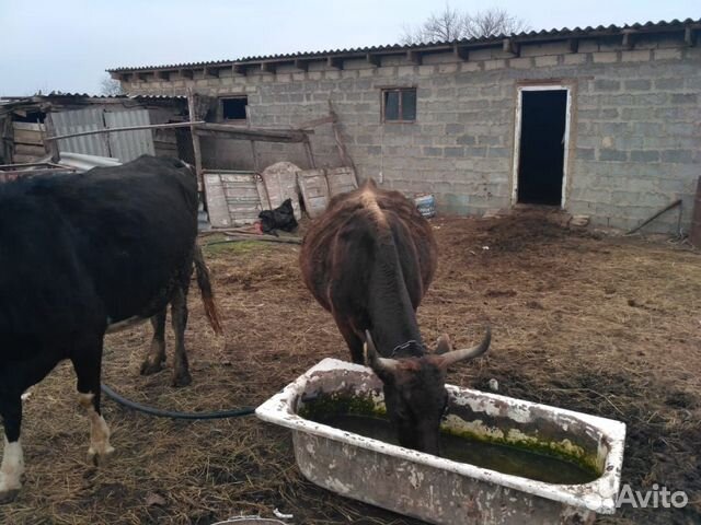 Продаю стельные коровы телки бычки купить на Зозу.ру - фотография № 3