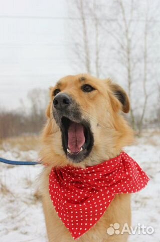 Красивая собака Лиза для квартиры в дар купить на Зозу.ру - фотография № 3