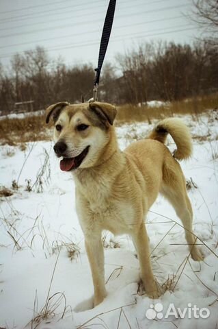 Небольшая собака Флёр в добрые руки бесплатно купить на Зозу.ру - фотография № 1
