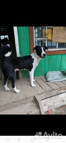 Крутой пес Бумер купить на Зозу.ру - фотография № 4