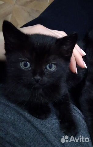 Отдам котенка(мальчик)