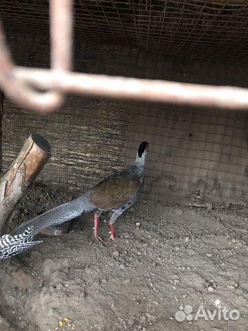 Серебристые фазаны купить на Зозу.ру - фотография № 2