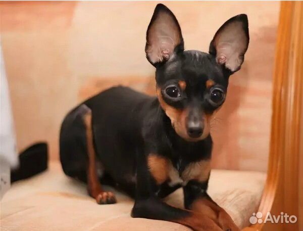 пражский крысарик. чихуахуа короткошерстные. маленькая собачка которая трясется. маленькая трясущаяся собака. маленькая трясущаяся собака.