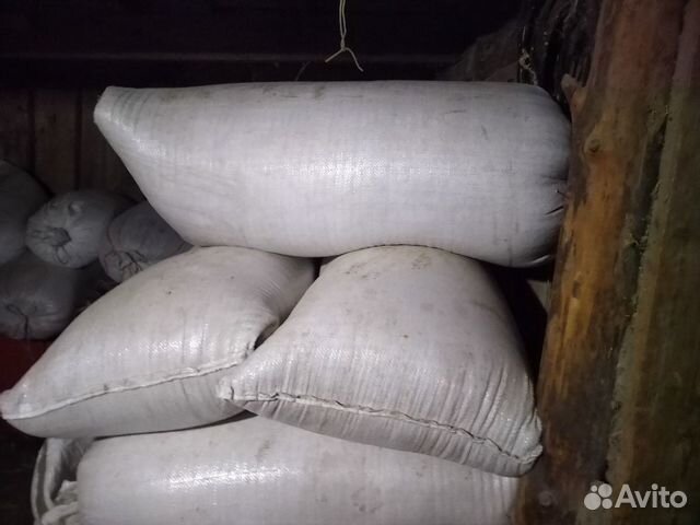 Пшеница озимая купить на Зозу.ру - фотография № 1