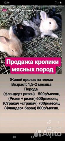 Кролики мясных пород / мясо кролика купить на Зозу.ру - фотография № 1