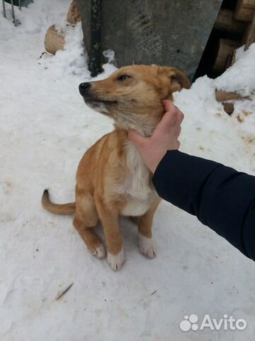 Спасите щенков купить на Зозу.ру - фотография № 6