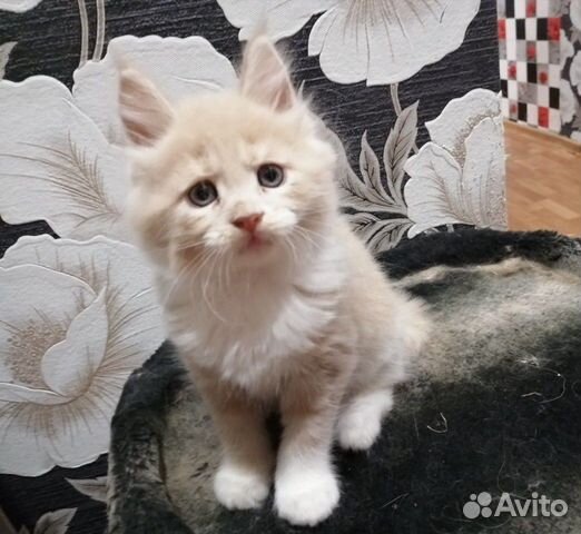 Котёнок Мейн-Кун купить на Зозу.ру - фотография № 1