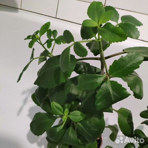 Каланхоэ Каланхоэ