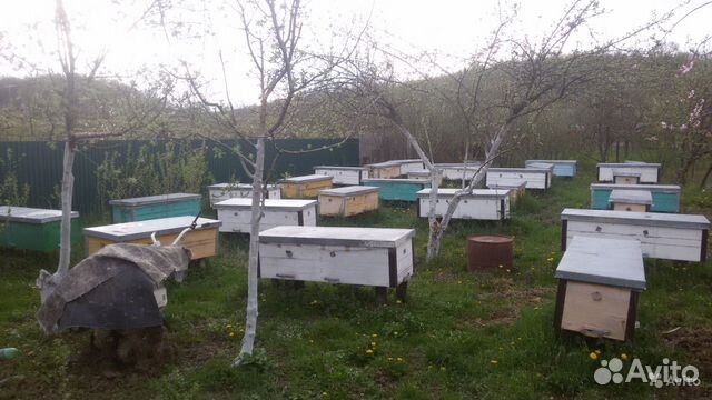 Пчёлы. Пчелопакеты. Улики для разведения пчёл купить на Зозу.ру - фотография № 1