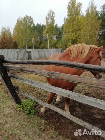 Продам коня купить на Зозу.ру - фотография № 4