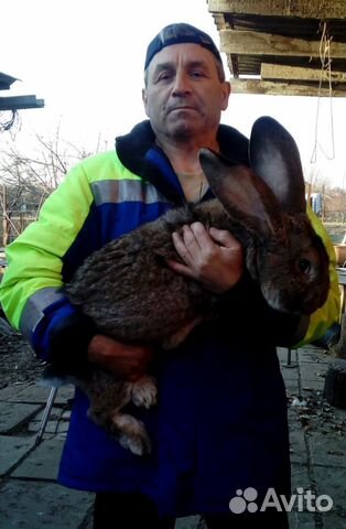 Кролики "Фландр" купить на Зозу.ру - фотография № 1