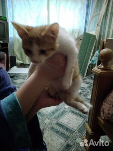 Отдадим котят в добрые руки купить на Зозу.ру - фотография № 1