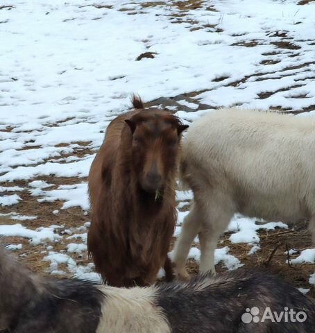 Козлы,козы купить на Зозу.ру - фотография № 6