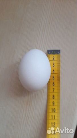 Продам куриное инкубационное яйцо (Леггорн) купить на Зозу.ру - фотография № 4