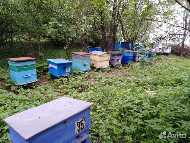 Пчёлы Карпатка купить на Зозу.ру - фотография № 1