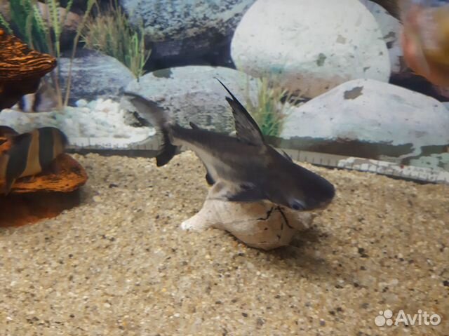 Аквариумная рыбка Пангасиус Акулий сом купить на Зозу.ру - фотография № 3