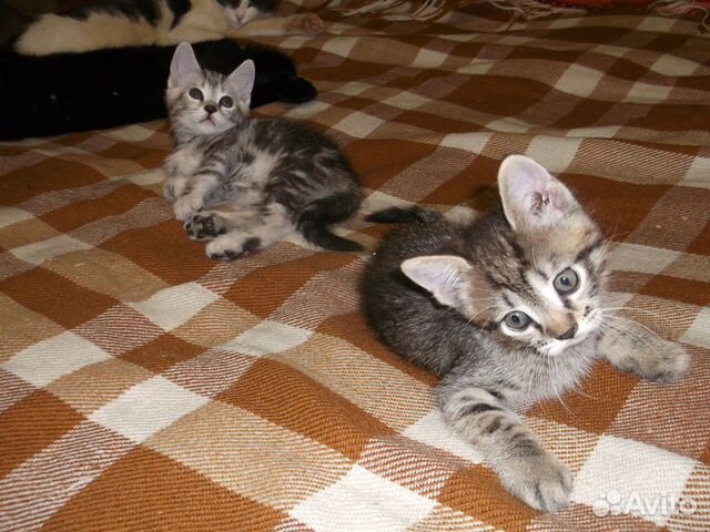 Воспитанные котята от кошки-мышеловки купить на Зозу.ру - фотография № 5