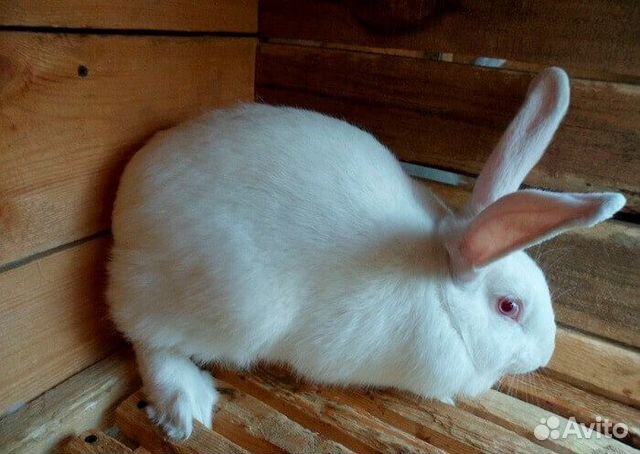 Продам кроликов порода Бельгийский великан купить на Зозу.ру - фотография № 1