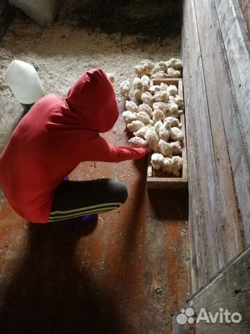 Инкубационное яйцо, цыплята, индюшат, бролеров купить на Зозу.ру - фотография № 2