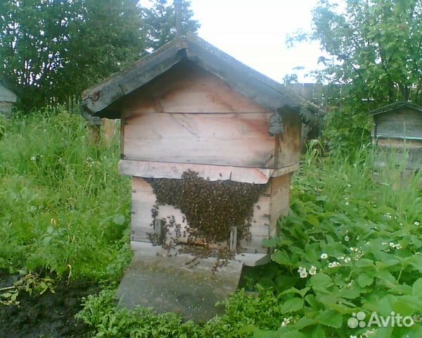 Пчелы в ульях, пасека купить на Зозу.ру - фотография № 4