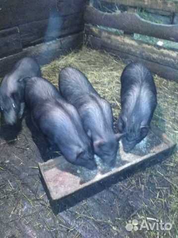 Вьетнамские вислобрюхие свиньи купить на Зозу.ру - фотография № 2
