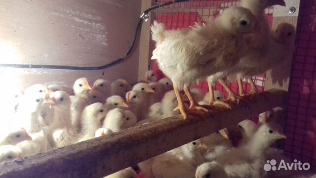 Цыплята,яйца,кур(семьи) купить на Зозу.ру - фотография № 6