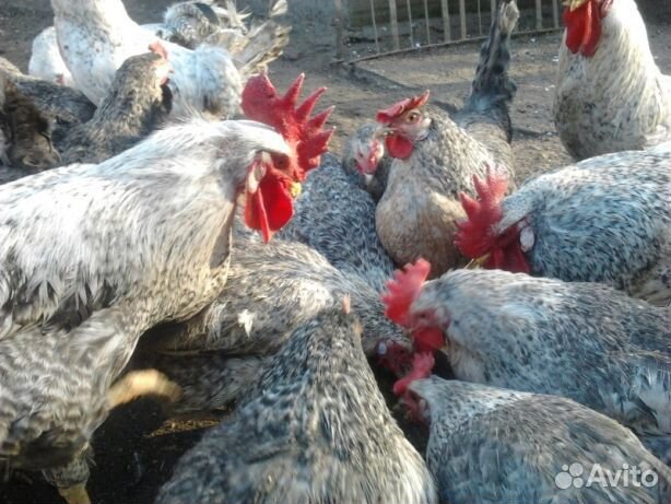 Птица, цыплята, инкубационное яйцо купить на Зозу.ру - фотография № 1