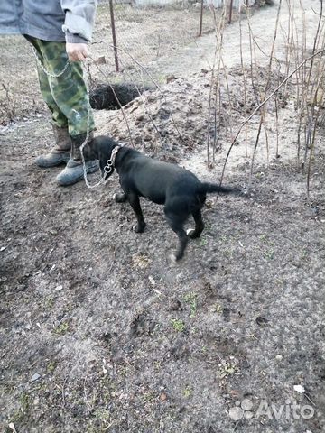 Охотничья собачка «Бигль» купить на Зозу.ру - фотография № 1