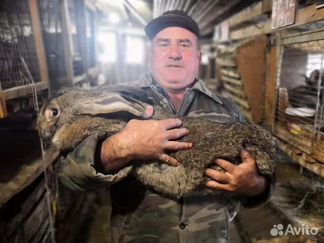 Продаю кроликов шиншил-великанов купить на Зозу.ру - фотография № 10