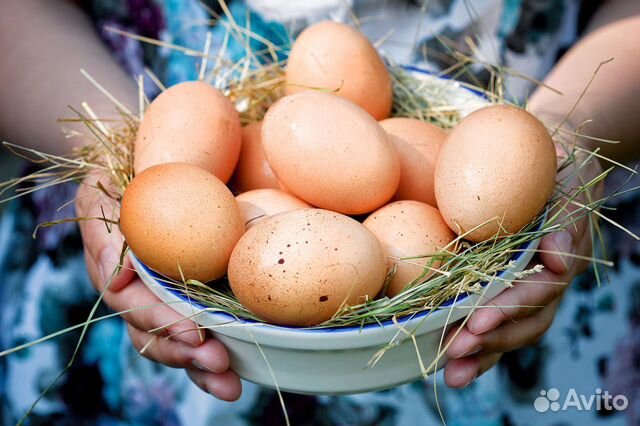 Продам яйца купить на Зозу.ру - фотография № 1