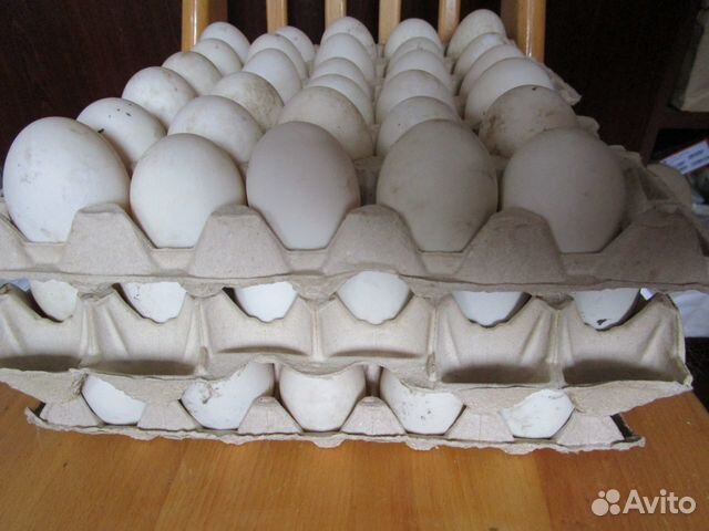 Инкубационное яйцо саксонской утки купить на Зозу.ру - фотография № 1