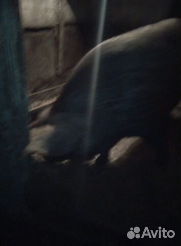 Свиноматка (дюрок скрещен с диким кабаном) купить на Зозу.ру - фотография № 2