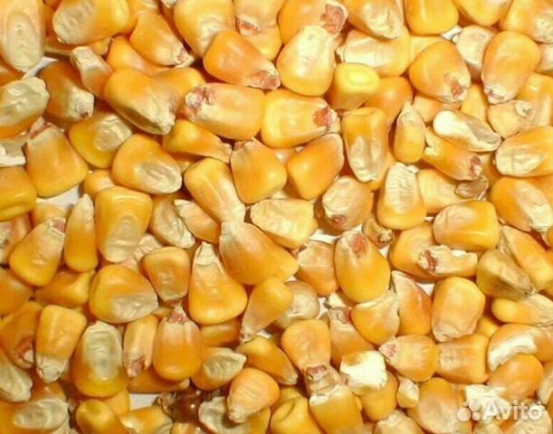 Зерно кукурузы купить на Зозу.ру - фотография № 1