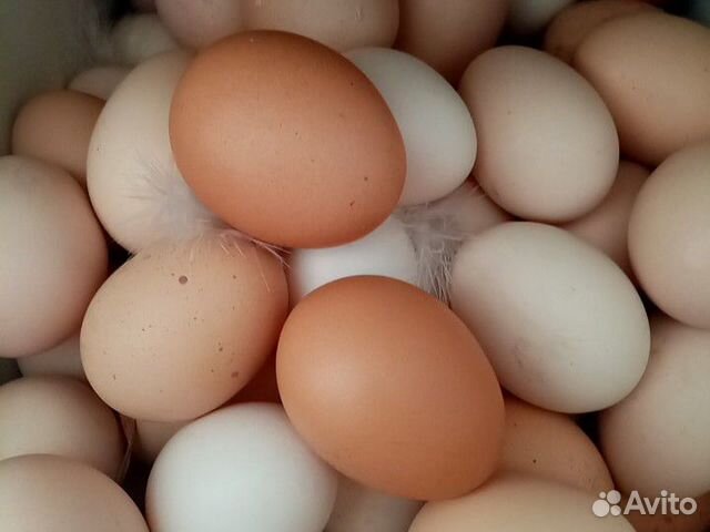 Инкубационное яйцо(куриное) купить на Зозу.ру - фотография № 3