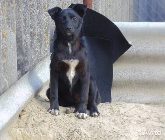 Маленькая собачка для охраны двора купить на Зозу.ру - фотография № 2