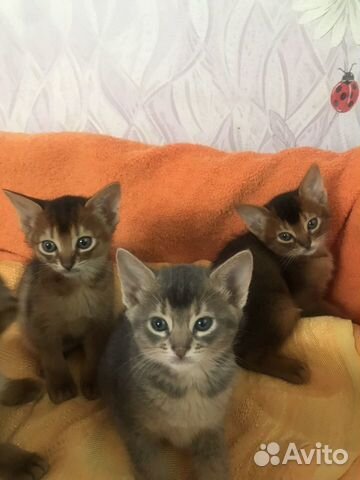 Абиссинские котята купить на Зозу.ру - фотография № 3