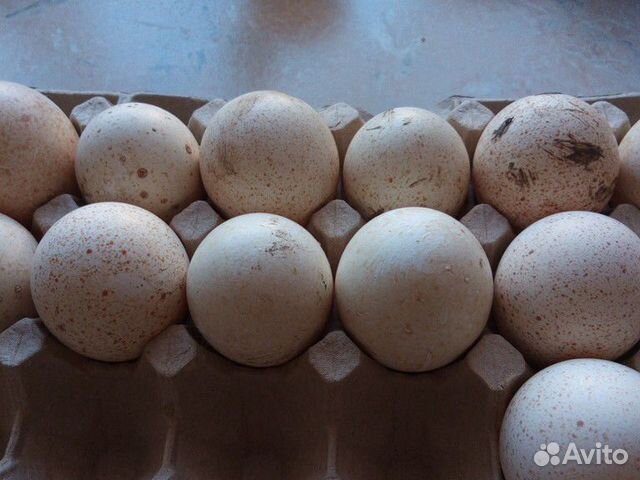 Инкубационное яйцо индюков купить на Зозу.ру - фотография № 1