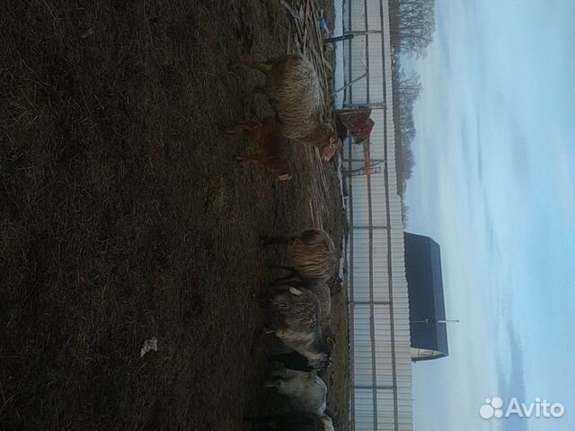 Оптом продаю чисто эдельбаевских овечек 2 барана п купить на Зозу.ру - фотография № 4