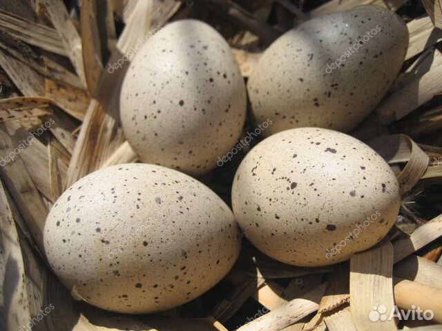 Утиные яйца мулард + мускус купить на Зозу.ру - фотография № 1