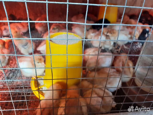 Куры, подрощенные цыплята купить на Зозу.ру - фотография № 3