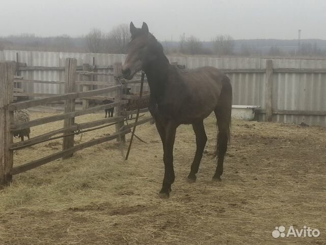 Лошадь 4 года кобыла купить на Зозу.ру - фотография № 1