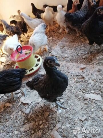 Курицы молодки порода Доминанты 2,5 месяца купить на Зозу.ру - фотография № 1