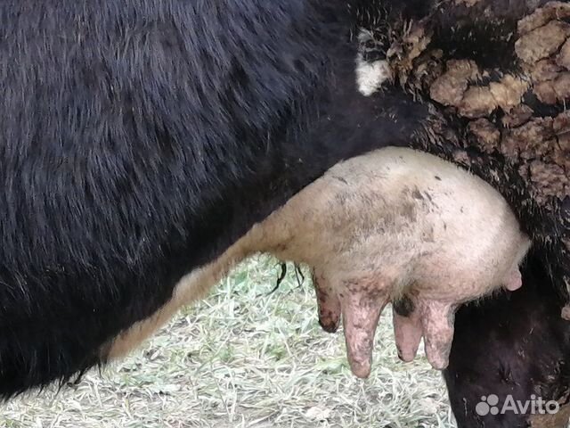 Продаётся корова в сел. Карамахи купить на Зозу.ру - фотография № 3