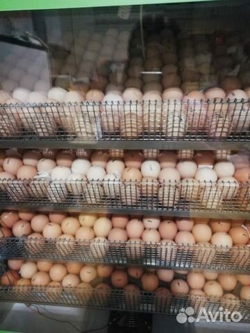 Инкубационное яйцо Росс 308 купить на Зозу.ру - фотография № 3