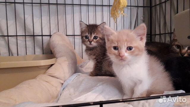 Котенок ищет дом Котенок ищет дом