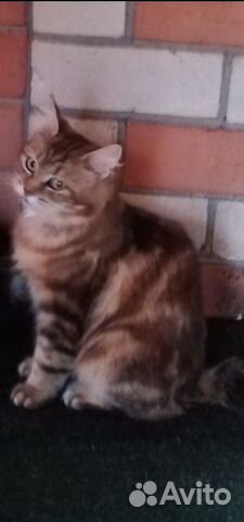 Котенок от бобтейла