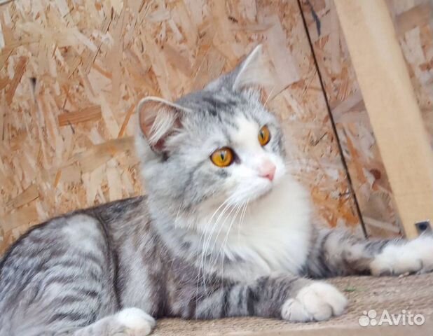Котик Барсик в добрые руки Котик Барсик в добрые руки
