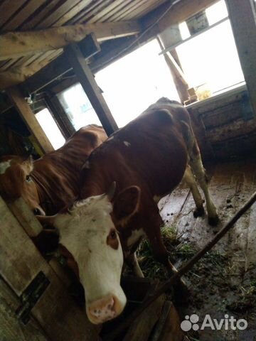 Корова, телка нетель, порода сычевка+красно-бурый купить на Зозу.ру - фотография № 3