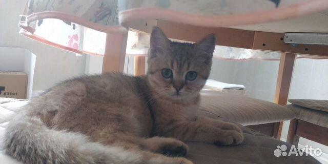Чёрное золото Чёрное золото